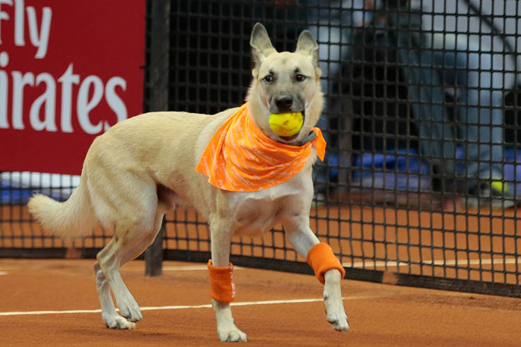 Perros recogen pelotas en juegos de tenis para conseguir hogar
