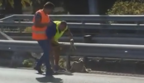 Hombre arriesga la vida por salvar perro en autopista de Tenerife