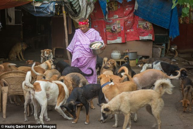 mujer sin casa cuida perros callejeros