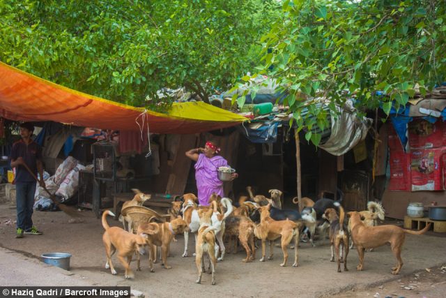 mujer sin casa cuida perros callejeros