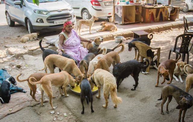 mujer sin casa cuida perros callejeros