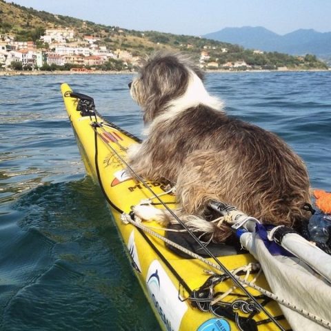 navega en kayak con perro1