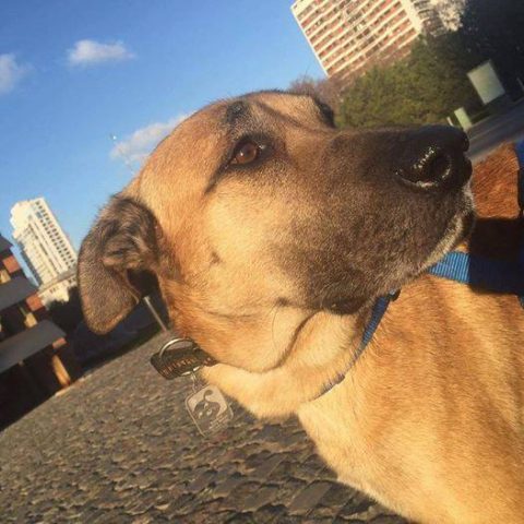 perro espera en hotel hasta que azafata lo adopta