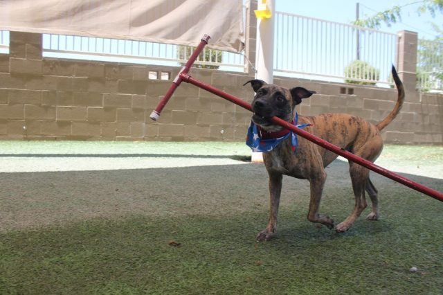 trabajadora refugio vive en jaula con perro