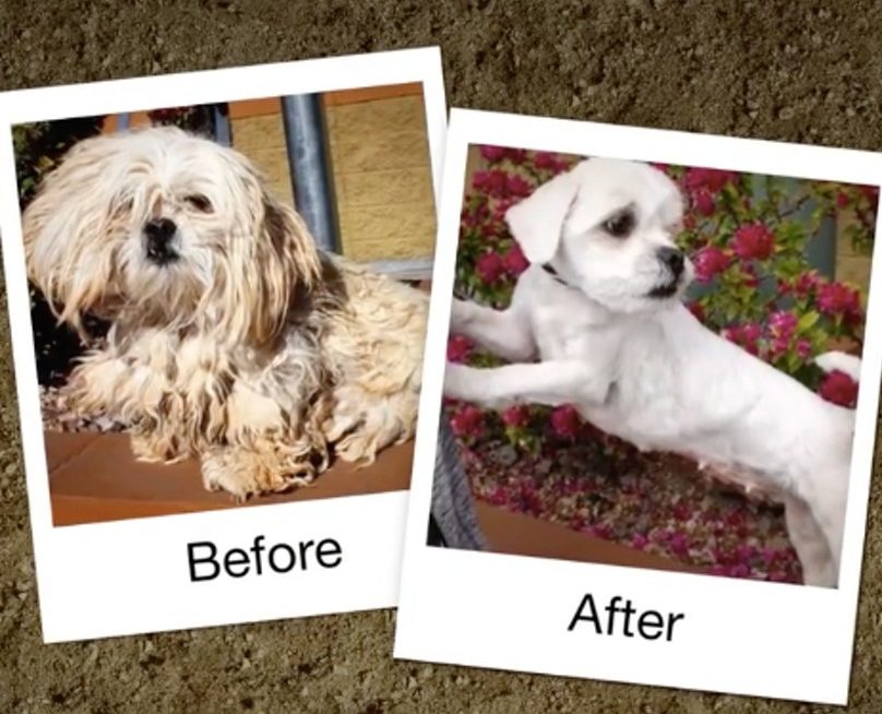 ¡Las transformaciones de estos perros rescatados te impactarán!