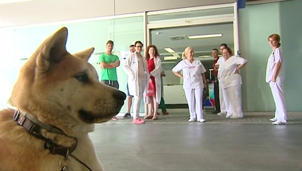 Dueña es operada de urgencia y perro permanece en vela afuera de hospital