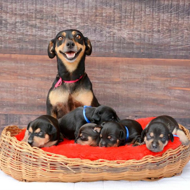Fotógrafa capta orgullo de una madre perro con sus tiernos cachorros