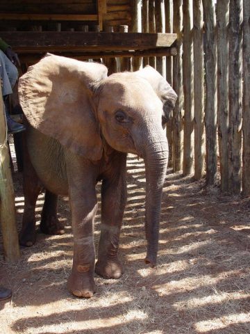 elefante huérfana tiene su primera hija