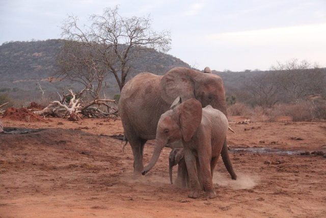 elefante huérfana tiene su primera hija