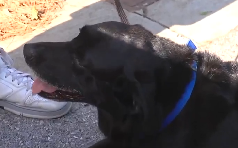 Perro defiente a su dueño ante ataque de payaso