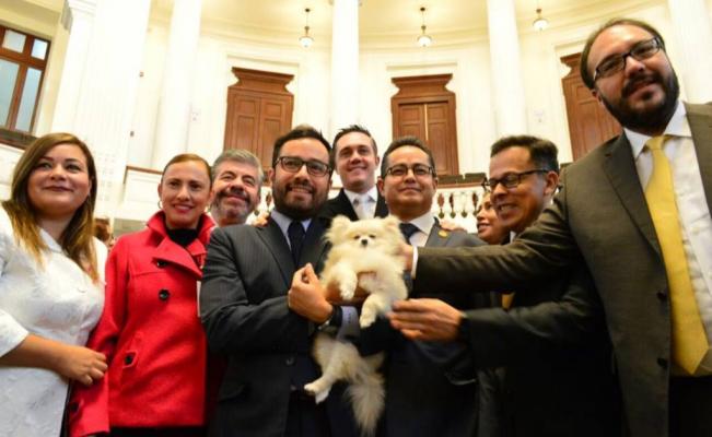 Asamblea mexicana aprueba crear Instituto de Atención Animal