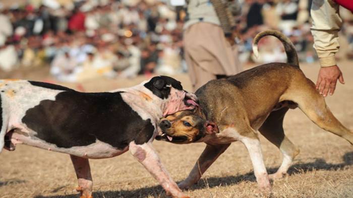 Senado mexicano aprueba reforma para prohibir peleas de perros