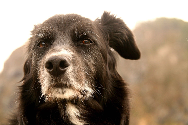 Investigación determina perros también pueden padecer Alzheimer