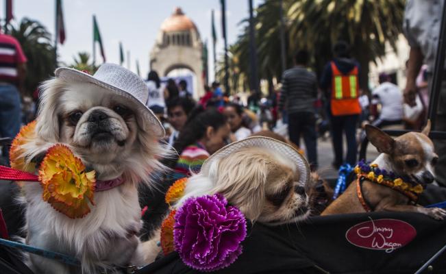 Ciudad de México celebra primer festival hindú para perros