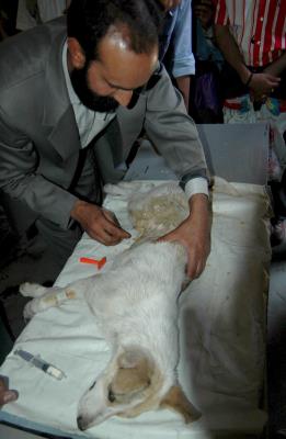 bangladesh esteriliza perros