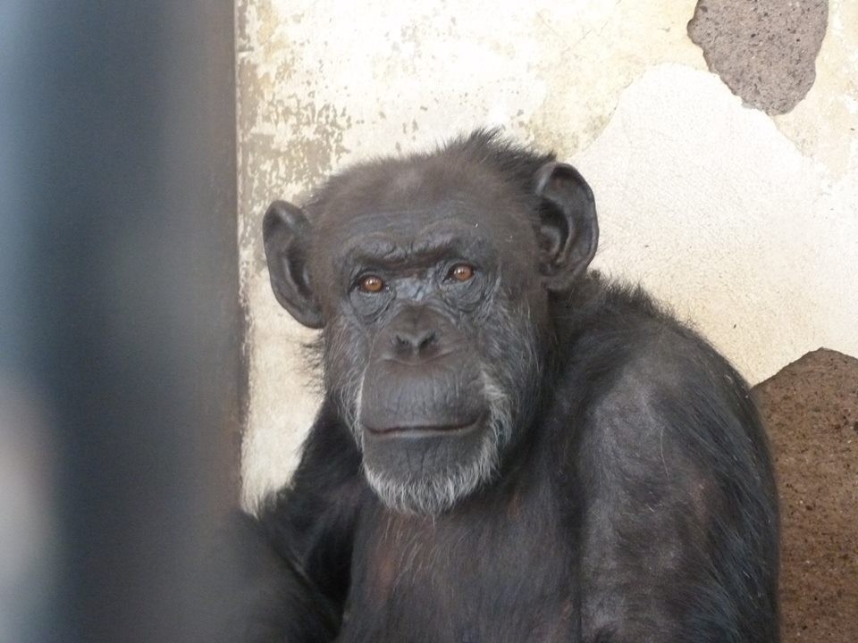 chimpancé tiene derechos libre de zoológico