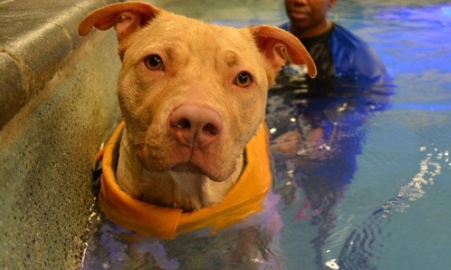 perro con parálisis aprende a nadar