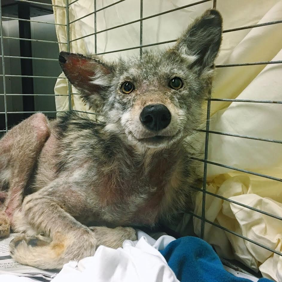 Coyote salvado de morir no deja de sonreír tras rescate