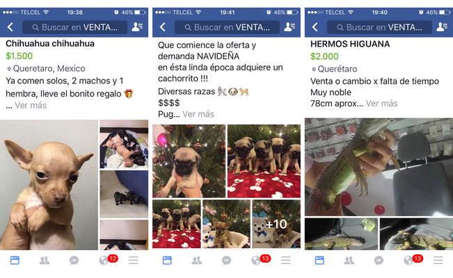México busca erradicar venta ilegal de animales en Facebook