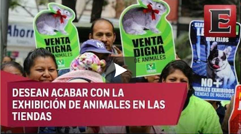 Legisladores en México piden NO regalar animales por Navidad