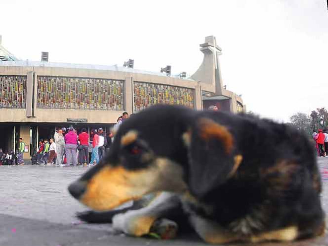 Crean refugio para perros abandonados por peregrinos en La Villa