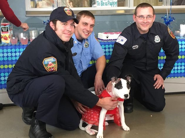Bomberos salvan a perro