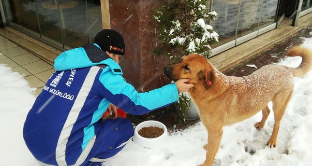 Estambul ayuda perros en invierno