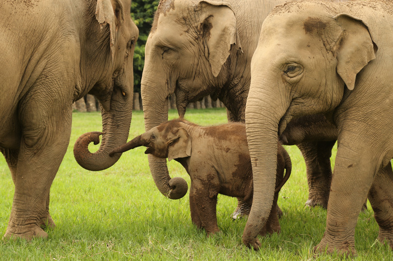 Refugio en Tailandia brinda final feliz a elefantes
