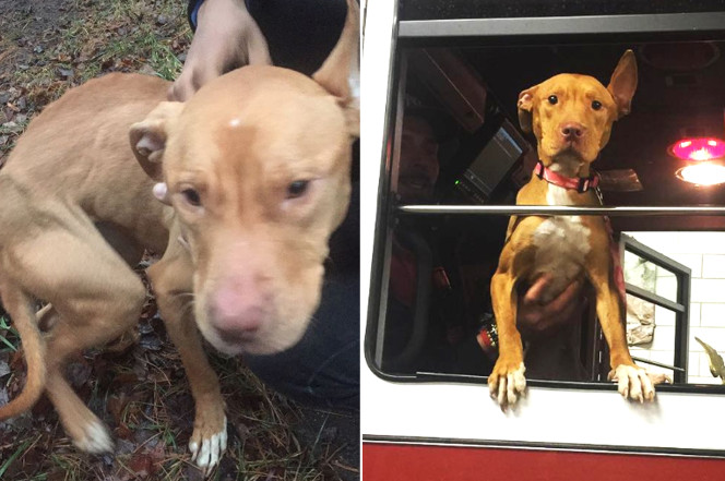 Bomberos adoptan a perro sin hogar