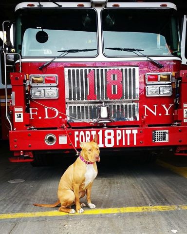 Bomberos adoptan perro