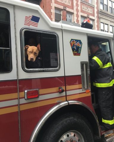 Bomberos adoptan perro