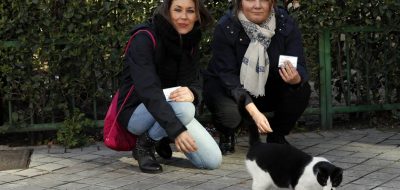 Madrid salva gatos sin hogar