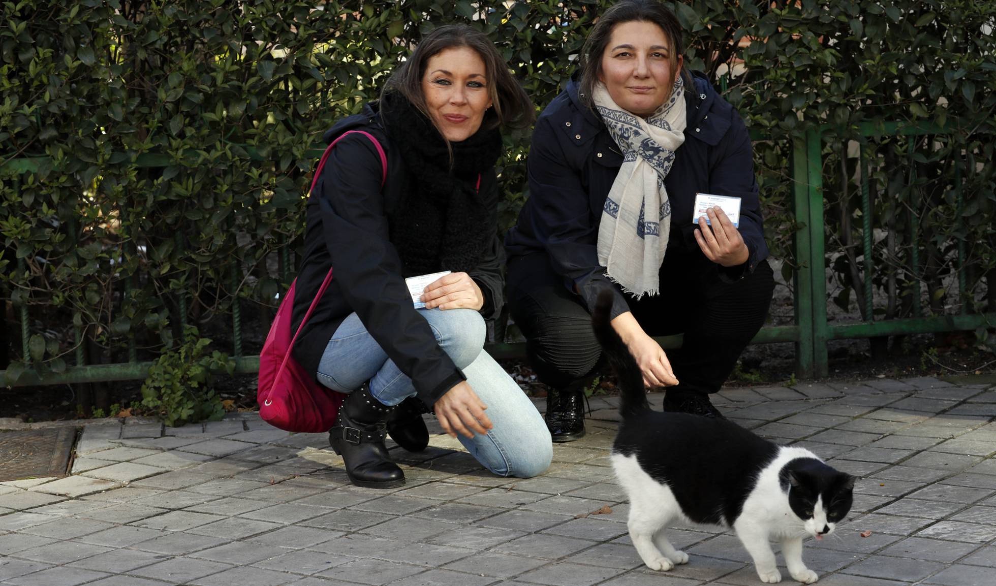Madrid salva gatos sin hogar