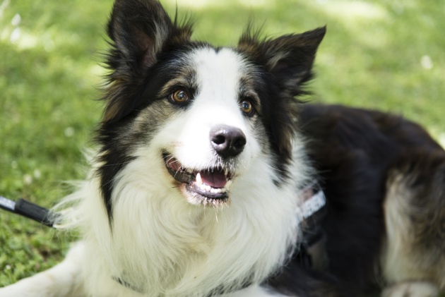 Perro detecta venenos en parques y salva vida de otros perros