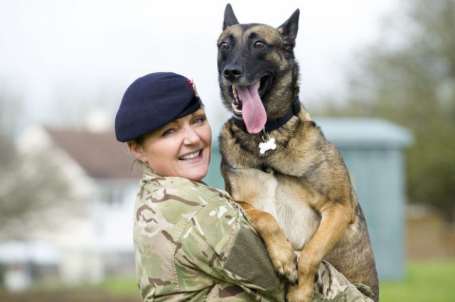 Perro militar adoptado tras jubilación