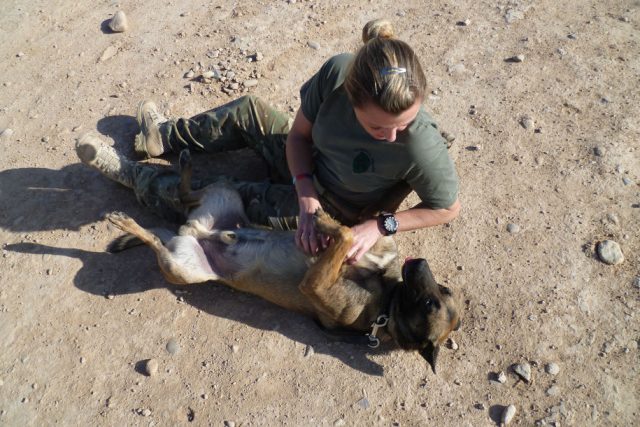 Perro militar adoptado tras jubilación