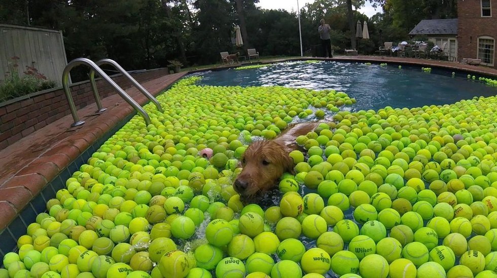 Perros adoptados reciben pelotas de tenis para divertirse en familia