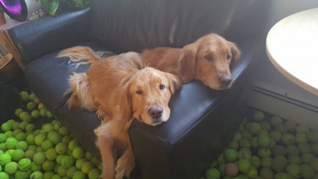 Perros adoptados reciben pelotas de tenis