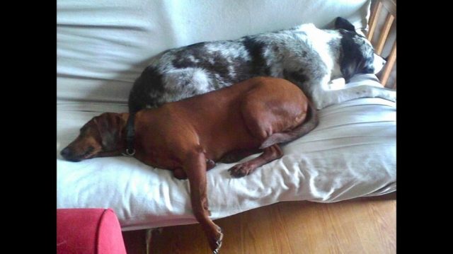 Perros inseparables encuentran hogar