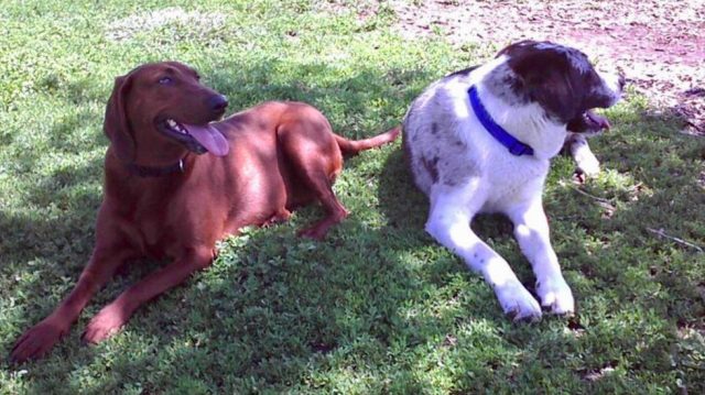 Perros inseparables encuentran hogar