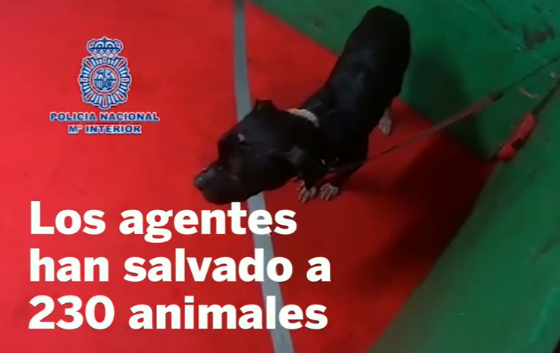 Policía de España rescata a perros de pelea