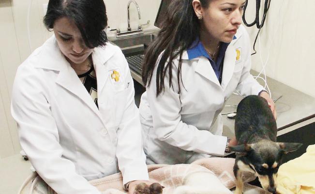 Aumenta a más de 200 consultas diarias hospital veterinario