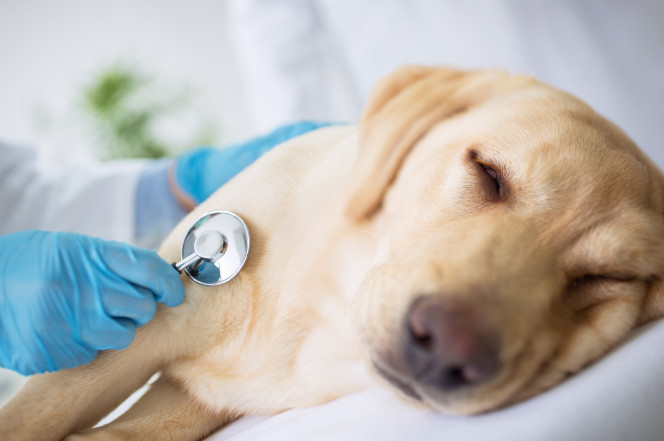 Puedo dar medicina de humanos a mi perro?