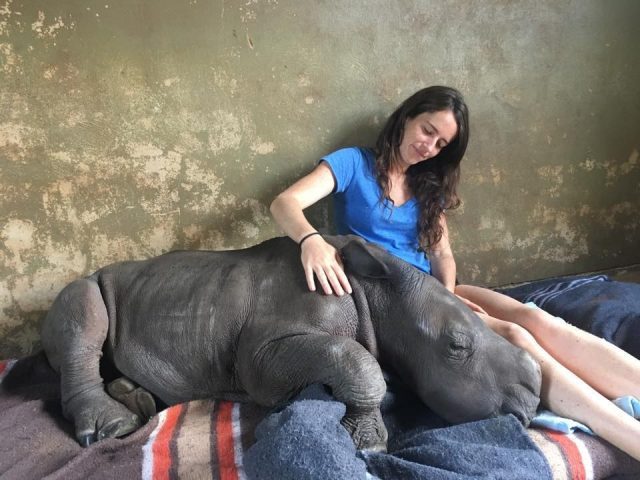 bebe rinoceronte es rescatada