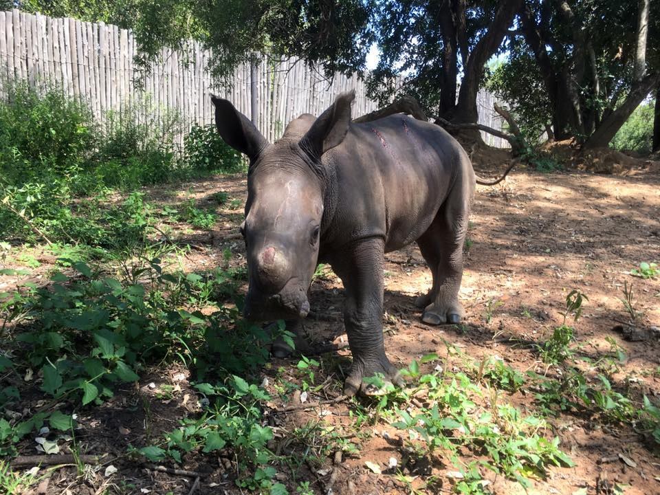 Bebé rinoceronte es rescatada tras ataque de cazadores