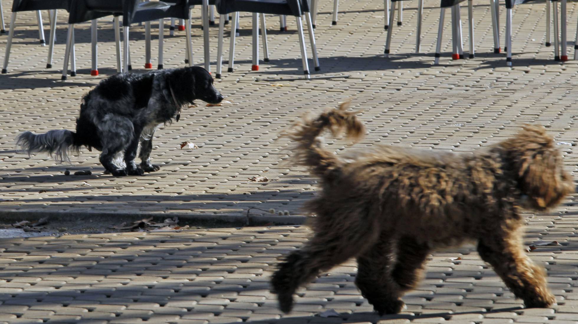 evitar cacas de perro en calle