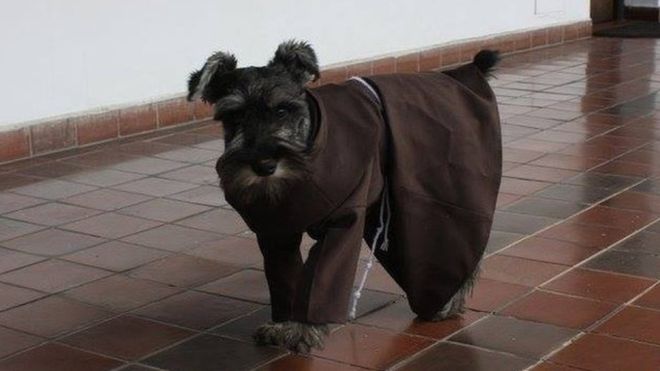 perro es fraile en monasterio boliviano