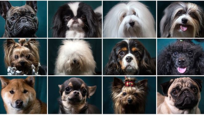 ¿Sabes por qué hay tantas razas de perros en el mundo?