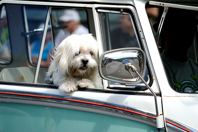 Las formas más seguras de viajar en auto con tu perro