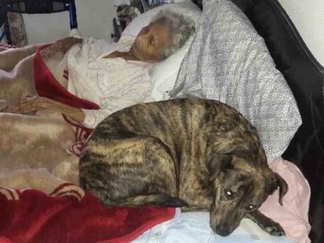 Mujer enferma busca hogar para sus perros
